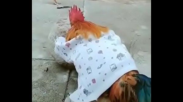 galo de combate sniper descendo o chumbo em lolicon